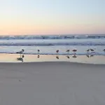 Carolina Breezes West