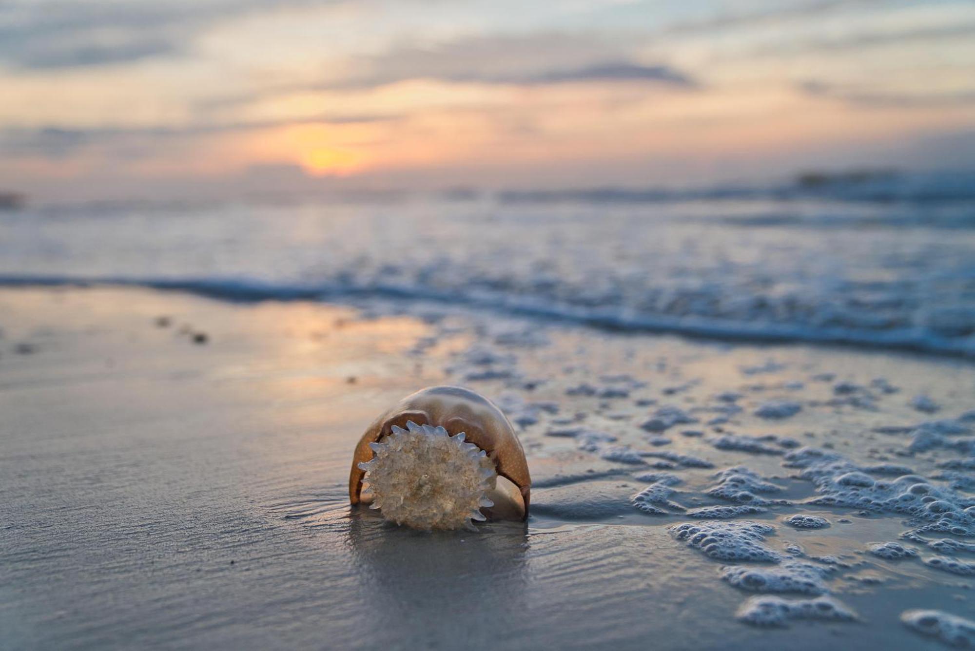 323d Shipwatch Holiday home Isle of Palms